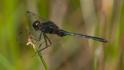 Erythemis plebeja (Pin-tailed Pondhawk) male-2.jpg
